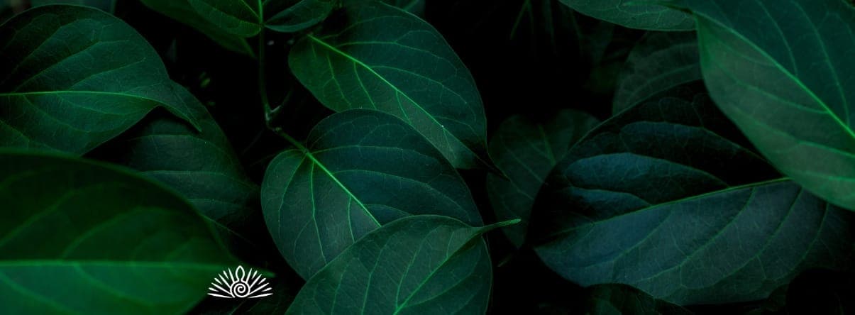 Alberta Blue Cross' Coverage for Psychedelic-assisted Therapy
