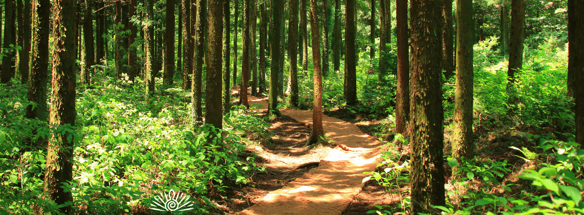Navigating the Journey: What to Expect from Psychedelic Therapy in 2025