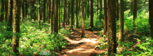 Navigating the Journey: What to Expect from Psychedelic Therapy in 2025