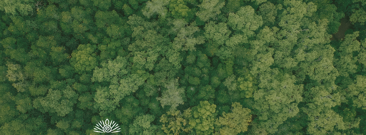 The Promise of Psychedelic-Assisted Therapy: A Journey of Healing, Knowing, and Growing