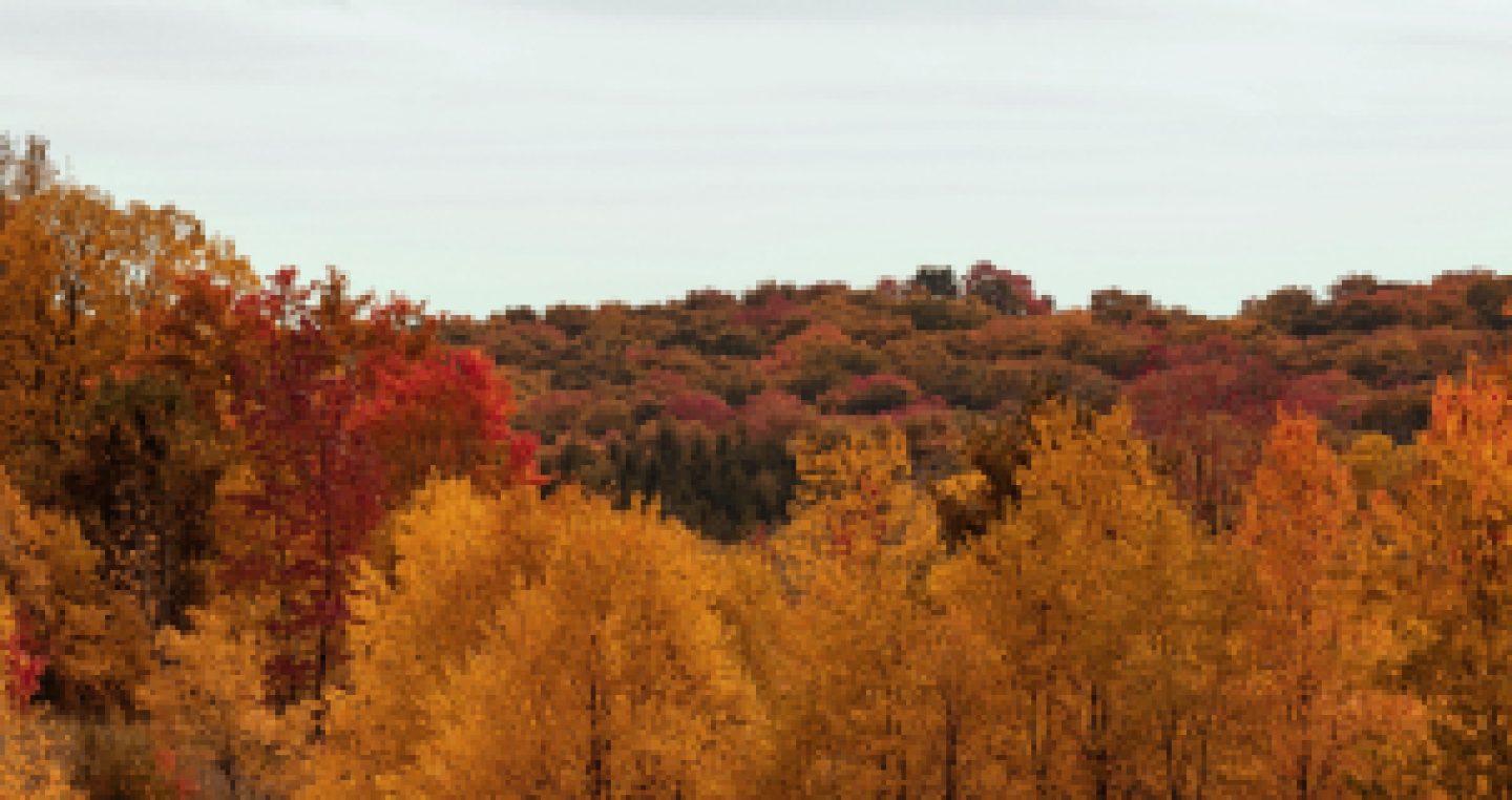 The Rooted Space - Psychedelic Therapy Waterloo